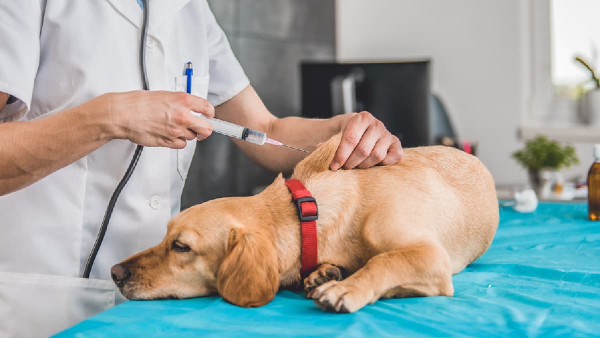 📌 Vias de Administração de Medicamentos em Animais 🐶🐱🐴