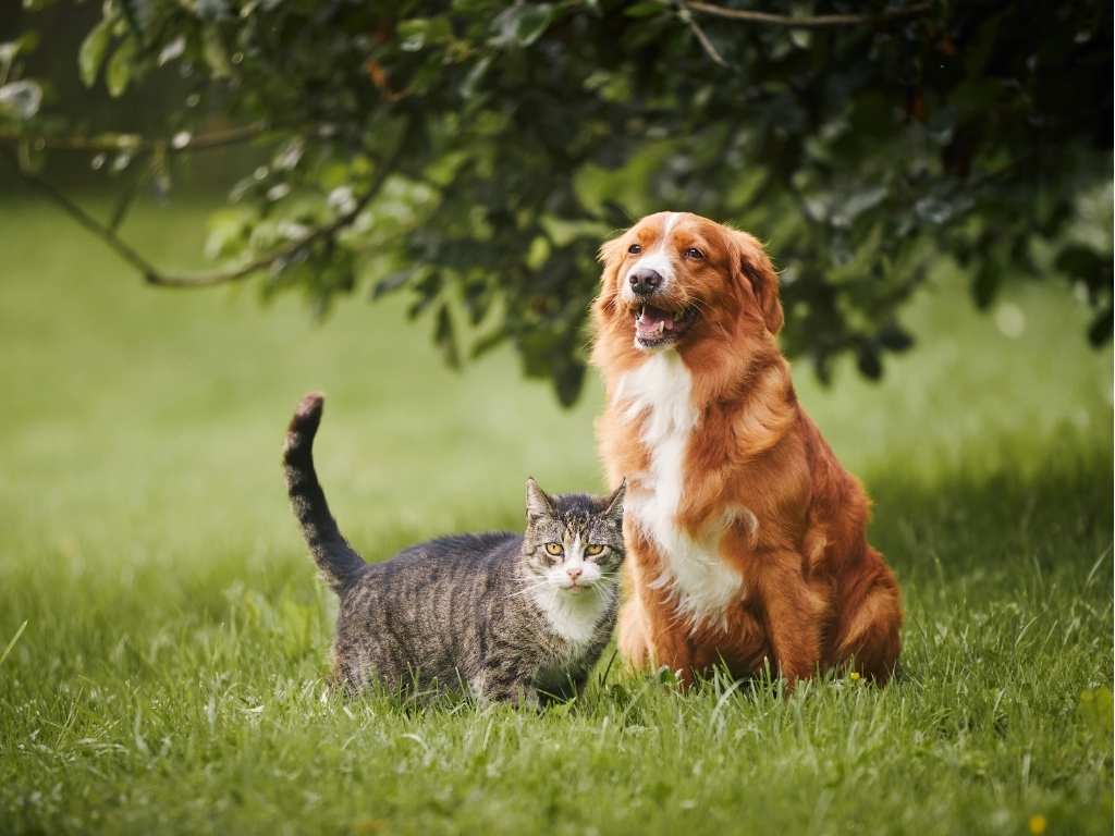 🏡 Animais Domésticos na Medicina Veterinária: Conheça as Categorias
